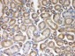 Anti-AIM2 Picoband Antibody